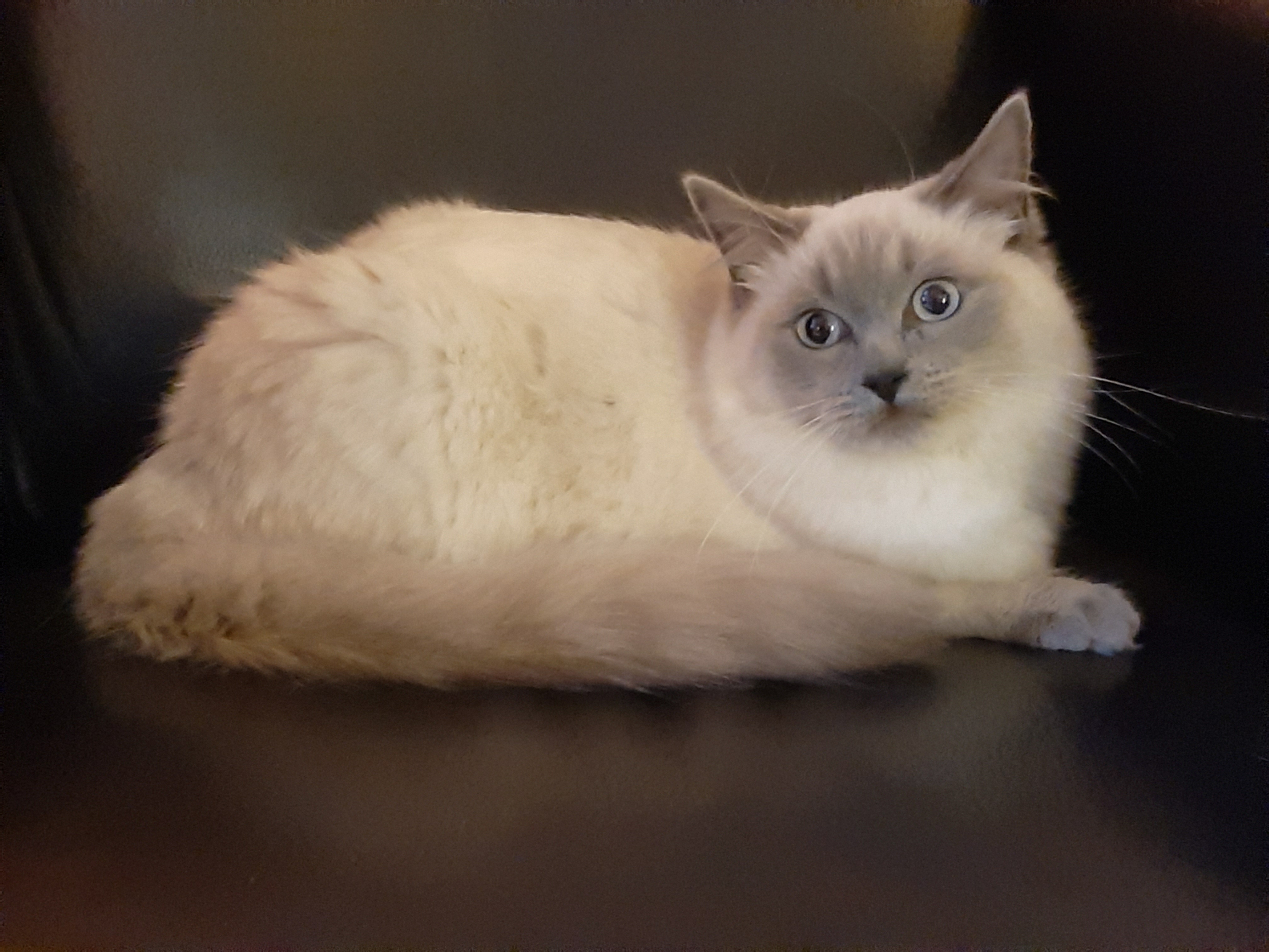 Mes chatons ragdoll